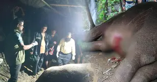 প্রধানমন্ত্রীর নির্দেশে টেকনাফে পাহাড় থেকে পড়ে আহত হাতির চিকিৎসা চলছে